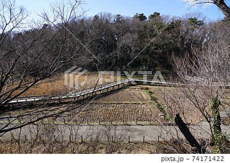 2月 調布823水生植物園(ハケ・国分寺崖線)・神代植物公園 2月 調布823水生植物園(ハケ・国分寺崖線)・神代植物公園 74171422