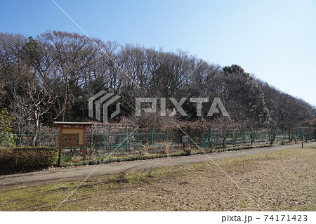 2月　調布822調布市立野草園(国分寺崖線)･深大寺自然広場内 74171423