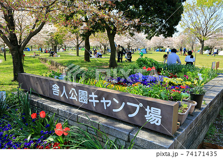 東京　舎人公園　満開の桜 74171435