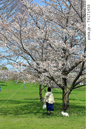 東京 舎人公園 満開の桜 東京 舎人公園 満開の桜 74171456