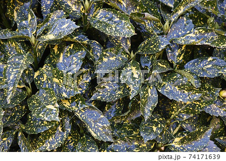 斑入りアオキの葉と実 斑入りアオキの葉と実 74171639