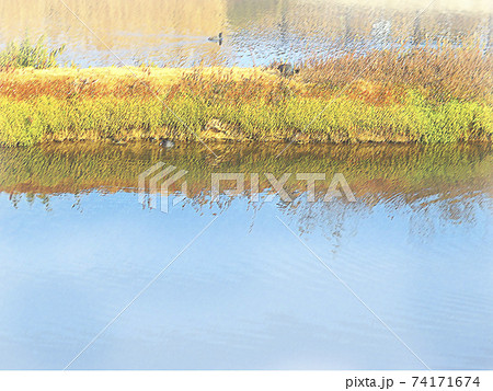 水辺の風景 水鳥と池 水辺の風景 水鳥と池 74171674