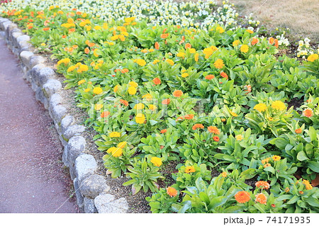 カレンジュラの花 カレンジュラの花 74171935