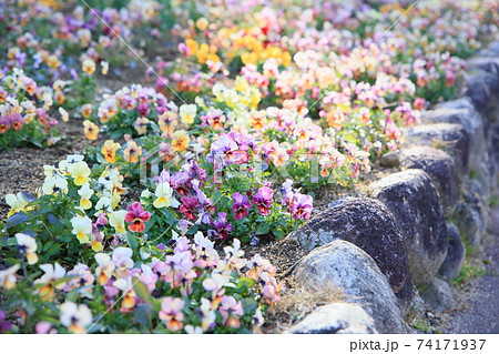 ビオラの花 74171937