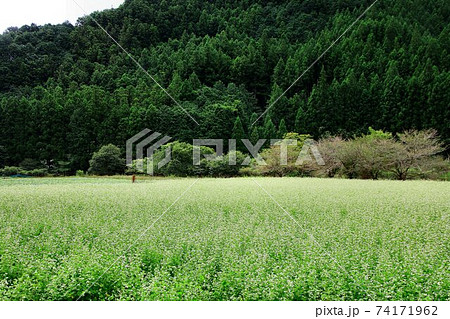 新そばの季節…一面に花咲く蕎麦畑 新そばの季節…一面に花咲く蕎麦畑 74171962