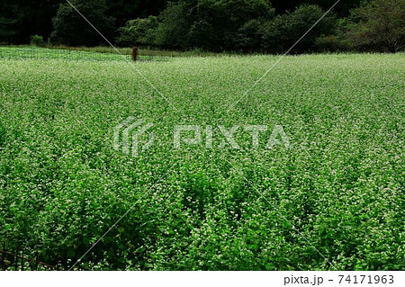 新そばの季節…一面に花咲く蕎麦畑 新そばの季節…一面に花咲く蕎麦畑 74171963