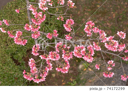 沖縄 那覇の公園に咲く緋寒桜 74172299