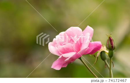 沖縄 那覇の公園に咲くパラの花 沖縄 那覇の公園に咲くパラの花 74172467