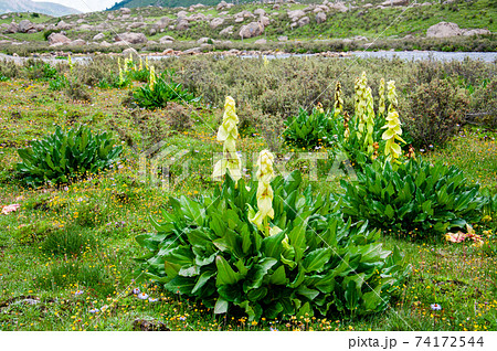 中国 四川省 横断山脈の高層湿原に咲く温室植物 タデ科ダイオウ属 レウム・アレクサンドラエ 中国 四川省 横断山脈の高層湿原に咲く温室植物 タデ科ダイオウ属 レウム・アレクサンドラエ 74172544