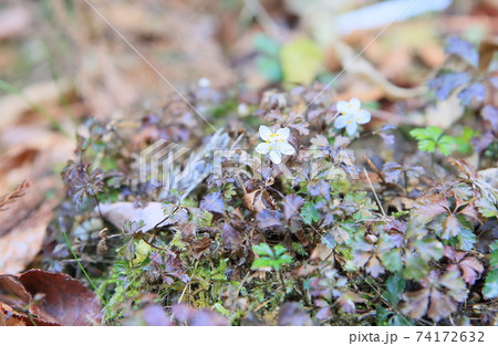 バイカオウレンの花 74172632