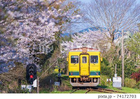 千葉県いすみ鉄道 レア 桜 春 写真-