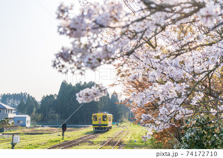 「千葉県」いすみ鉄道の黄色い電車と桜 「千葉県」いすみ鉄道の黄色い電車と桜 74172710