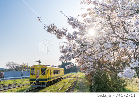 「千葉県」いすみ鉄道の黄色い電車と桜　 74172711
