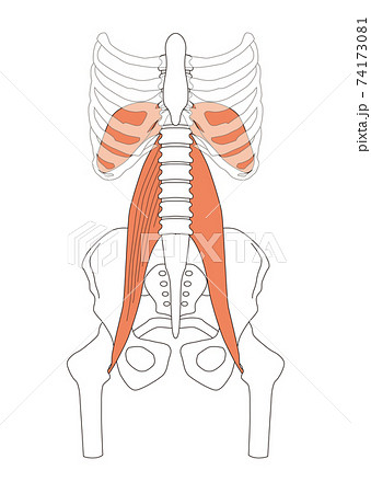 コア 横隔膜 大腰筋はつながっているのイラスト素材