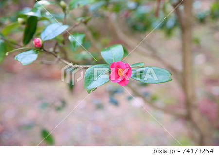 ツバキの花　寒咲赤侘助 74173254
