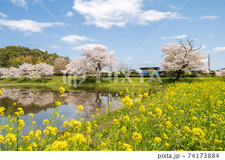 「千葉県」小湊鉄道　飯給駅の春の風景 74173884