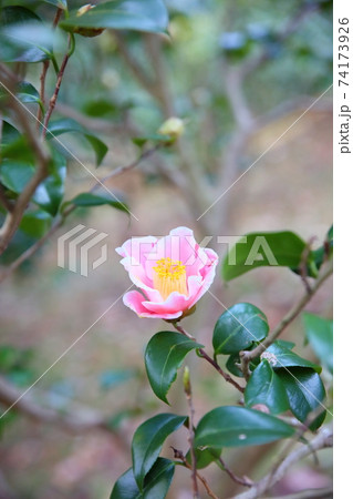 ツバキの花 覆輪秋の山 ツバキの花 覆輪秋の山 74173926