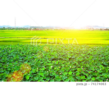 paddy field 74174063