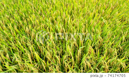 paddy field 74174705