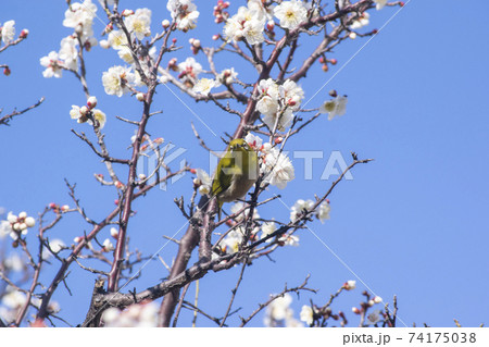 早春のメジロと白い梅の花 74175038