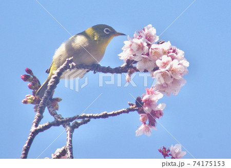 桜の木で佇むメジロ　和歌山県和歌山市　地蔵の辻 74175153
