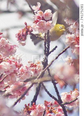 桜の木で佇むメジロ　和歌山県和歌山市　地蔵の辻 74175281