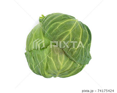 キャベツ キャベツ 74175424