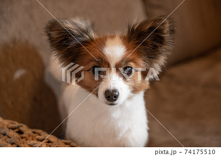 パピヨンのふわふわ柴犬カットの写真素材