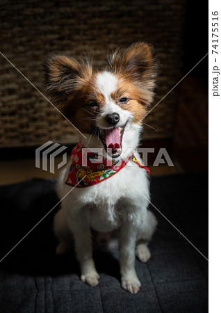 あくび中のパピヨン ふわふわ柴犬カットの写真素材