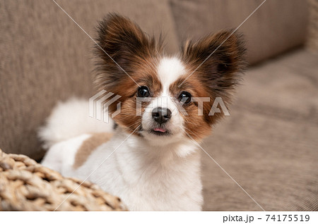 パピヨンのふわふわ柴犬カットの写真素材