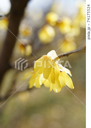 1633　ロウバイ 74175524