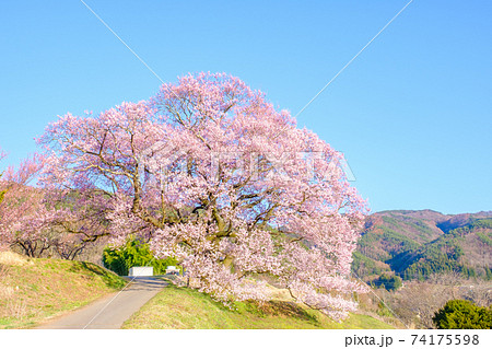 上の平の一本桜 上の平の一本桜 74175598