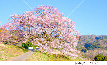 上の平の一本桜 上の平の一本桜 74175599