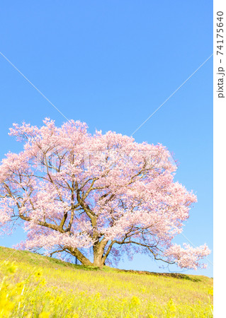 上の平の一本桜 上の平の一本桜 74175640