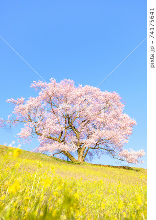 上の平の一本桜 74175641