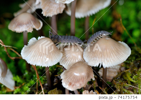 キノコを食べるワラジムシ（北海道・知床） 74175754