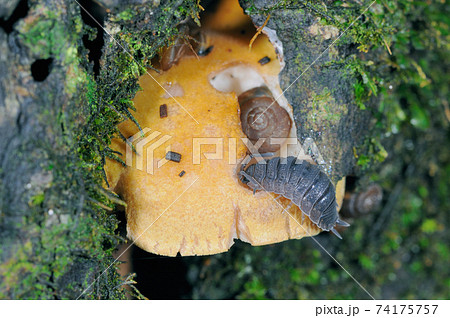 キノコを食べるワラジムシ（北海道・知床） 74175757