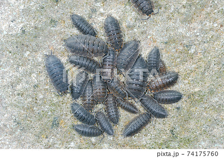 ワラジムシの群（北海道・知床） 74175760