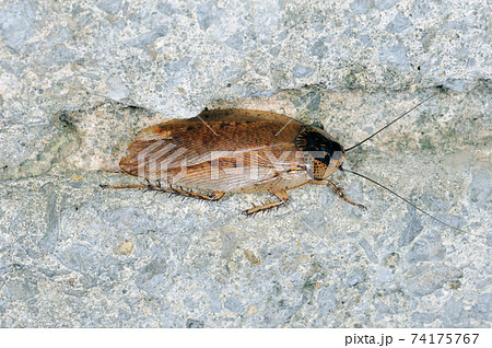 ヤエヤママダラゴキブリ 沖縄県 石垣島 の写真素材