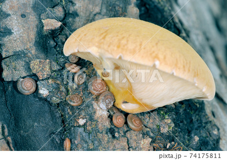 キノコに群れるパツラマイマイ(北海道・知床) キノコに群れるパツラマイマイ(北海道・知床) 74175811