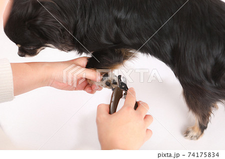 犬の爪切り(ロングコートチワワ) 犬の爪切り(ロングコートチワワ) 74175834