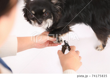 犬の爪切り ロングコートチワワ の写真素材