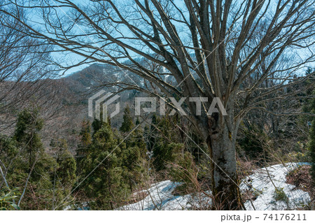 ブナの巨木と残雪 ブナの巨木と残雪 74176211