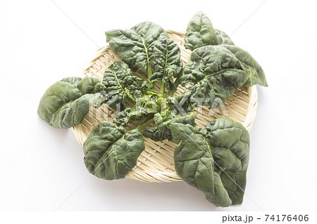 冬野菜、縮みホウレン草 74176406