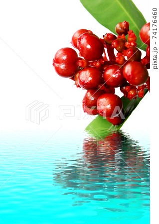 red wild fruit isolated on white 74176460