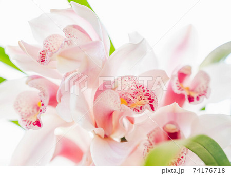 ピンクのシンビジウム 74176718