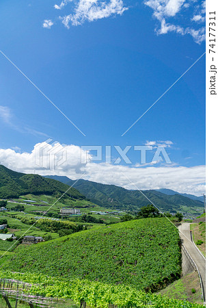 甲州市勝沼ぶどう畑の写真素材