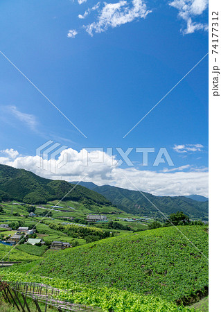 甲州市勝沼ぶどう畑 甲州市勝沼ぶどう畑 74177312