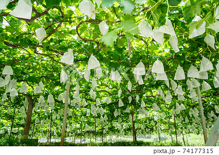 甲州市勝沼ぶどう畑　葡萄棚 74177315