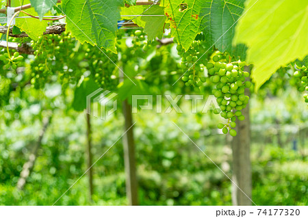 甲州市勝沼ぶどう畑　葡萄棚 74177320